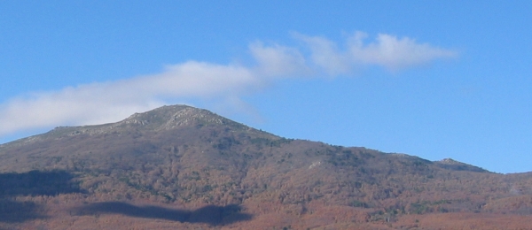 Castanea