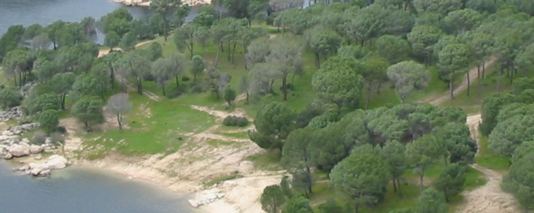 Pinus